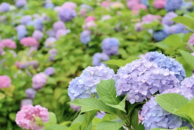 純(ｼﾞｭﾝ) 植物ピ