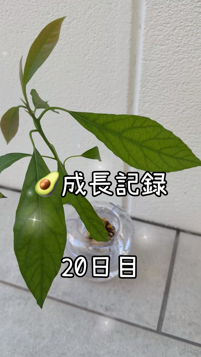 純(ｼﾞｭﾝ) 【🥑成長記録20日目】
