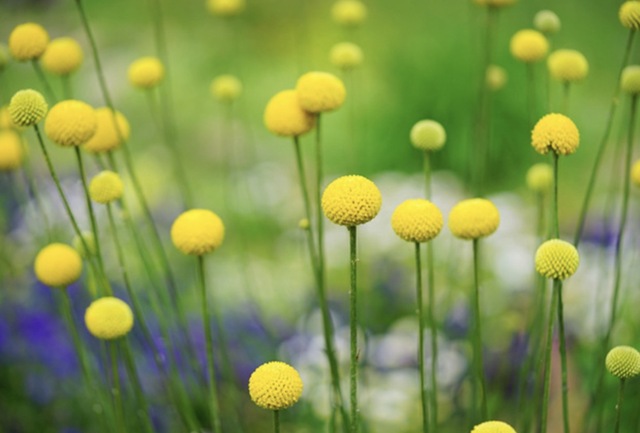 純(ｼﾞｭﾝ) 植物ピ