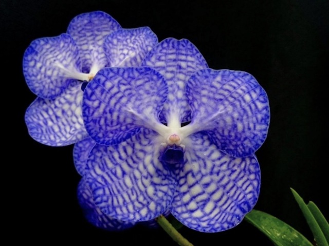 純(ｼﾞｭﾝ) 植物ピ
