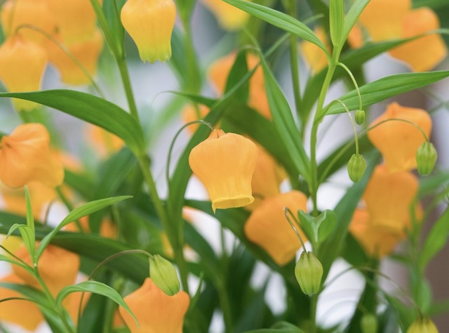 純(ｼﾞｭﾝ) 植物ピ