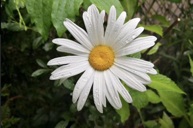 純(ｼﾞｭﾝ) 植物ピ