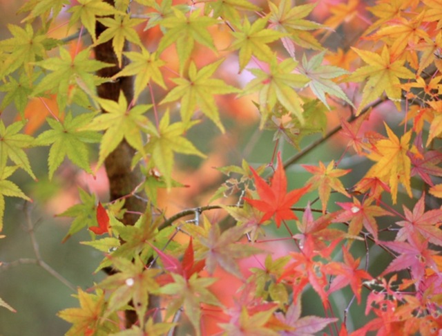 純(ｼﾞｭﾝ) 植物ピ