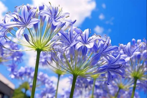 純(ｼﾞｭﾝ) 植物ピ