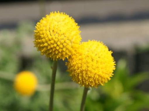 純(ｼﾞｭﾝ) 植物ピ