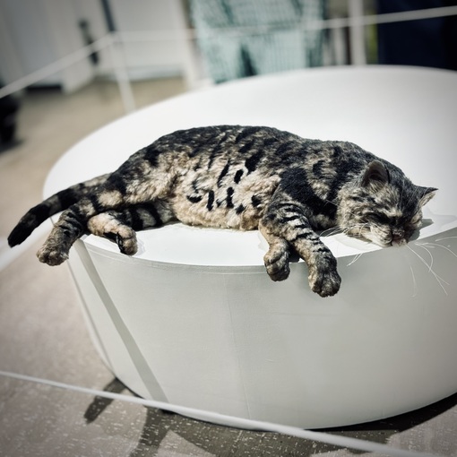 大悟 (ﾀﾞｲｺﾞ) ねこ