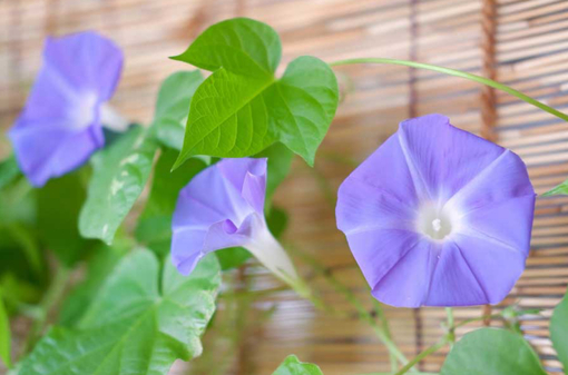純(ｼﾞｭﾝ) 植物ピ