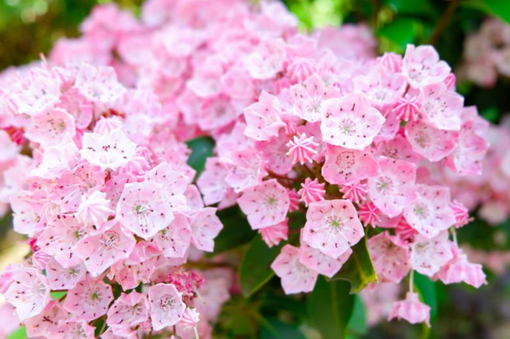 純(ｼﾞｭﾝ) 植物ピ