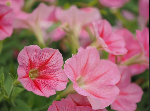 純(ｼﾞｭﾝ) 植物ピ