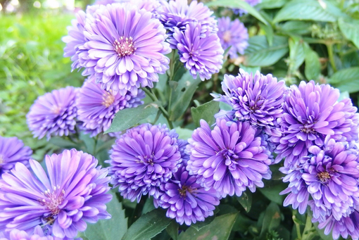 純(ｼﾞｭﾝ) 植物ピ