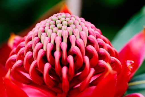 純(ｼﾞｭﾝ) 植物ピ