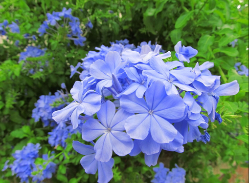 純(ｼﾞｭﾝ) 植物ピ