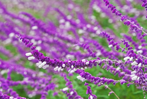 純(ジュン) 植物ピ