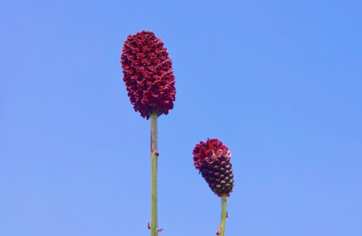 純(ジュン) 植物ピ