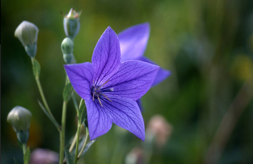 純(ジュン) 植物ピ