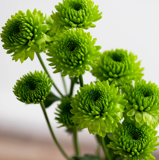 純(ジュン) 植物ピ