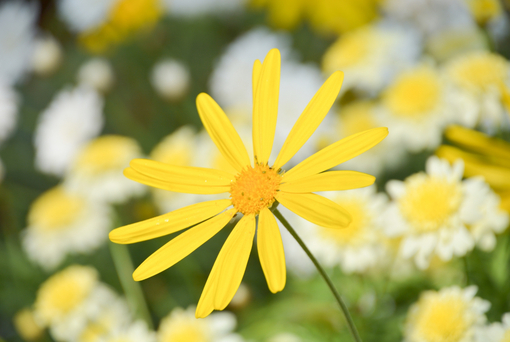 純(ｼﾞｭﾝ) 植物ピ