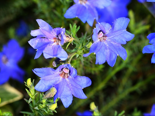 純(ｼﾞｭﾝ) 植物ピ