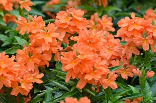 純(ｼﾞｭﾝ) 植物ピ