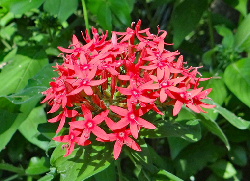 純(ｼﾞｭﾝ) 植物ピ