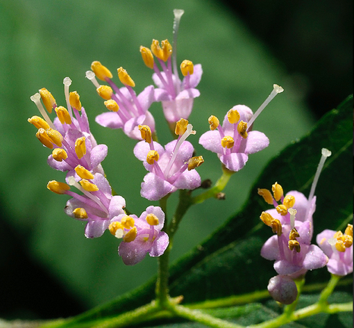 純(ｼﾞｭﾝ) 植物ピ