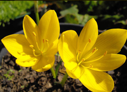 純(ｼﾞｭﾝ) 植物ピ