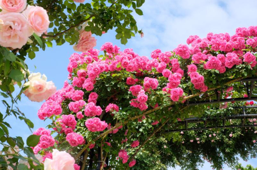 純(ｼﾞｭﾝ) 植物ピ