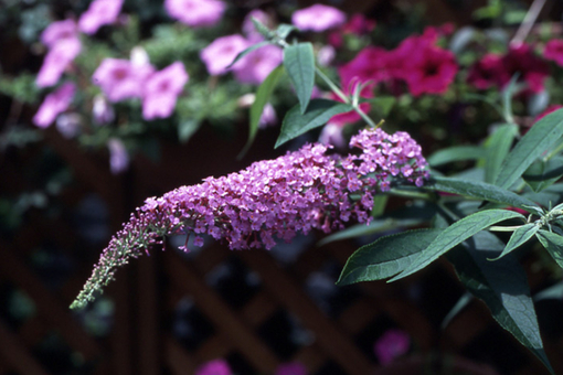 純(ｼﾞｭﾝ) 植物ピ