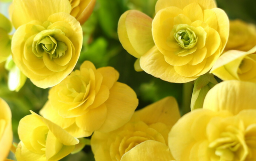 純(ｼﾞｭﾝ) 植物ピ