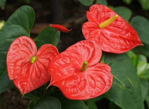 純(ｼﾞｭﾝ) 植物ピ