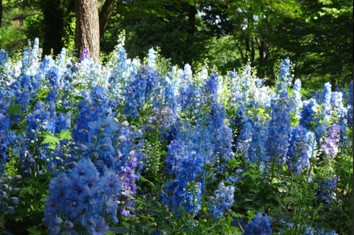 純(ｼﾞｭﾝ) 植物ピ