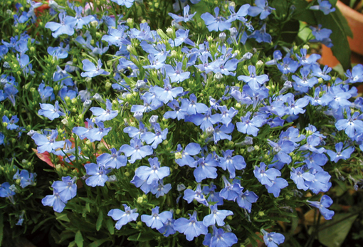 純(ｼﾞｭﾝ) 植物ピ