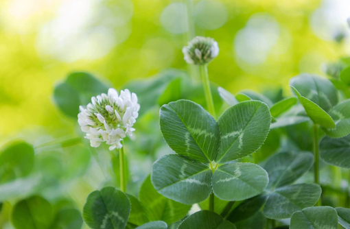 純(ｼﾞｭﾝ) 植物ピ