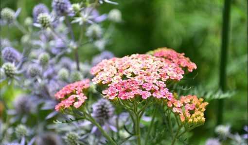純(ｼﾞｭﾝ) 植物ピ