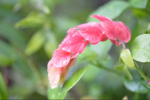純(ｼﾞｭﾝ) 植物ピ