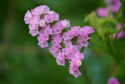 純(ｼﾞｭﾝ) 植物ピ
