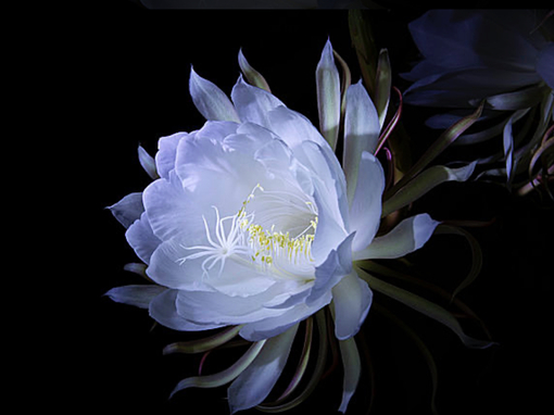 純(ｼﾞｭﾝ) 植物ピ