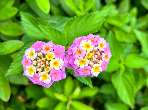 純(ｼﾞｭﾝ) 植物ピ