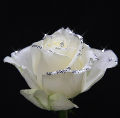 純(ｼﾞｭﾝ) 植物ピ