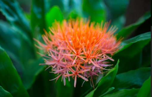 純(ｼﾞｭﾝ) 植物ピ