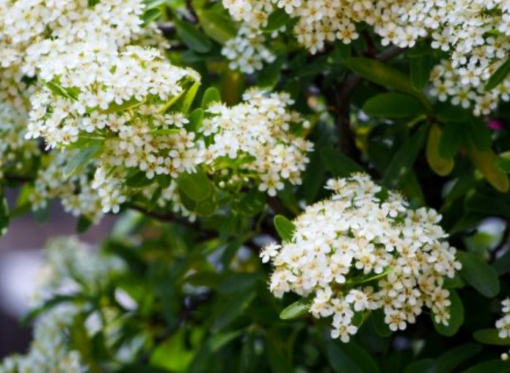 純(ｼﾞｭﾝ) 植物ピ