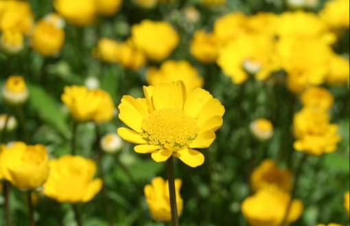 純(ｼﾞｭﾝ) 植物ピ