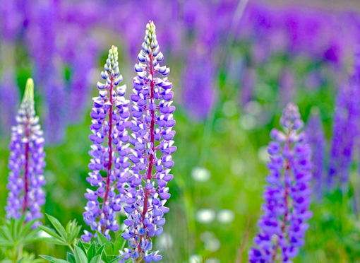 純(ｼﾞｭﾝ) 植物ピ