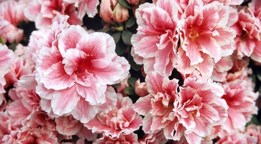 純(ｼﾞｭﾝ) 植物ピ