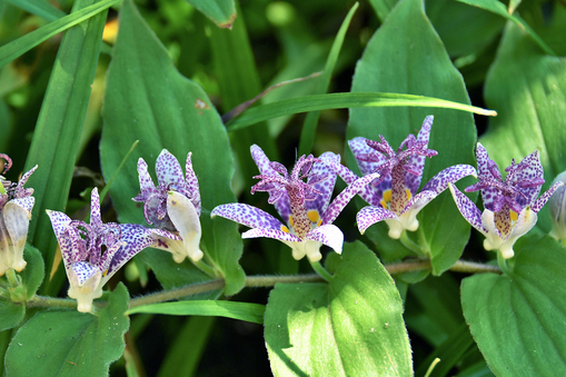 純(ｼﾞｭﾝ) 植物ピ
