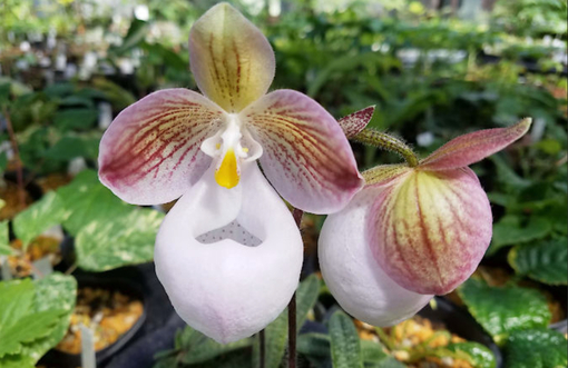 純(ｼﾞｭﾝ) 植物ピ