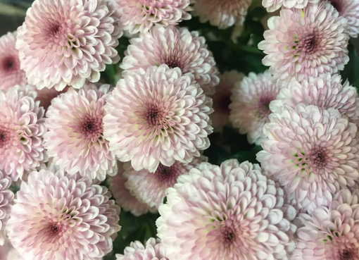 純(ｼﾞｭﾝ) 植物ピ