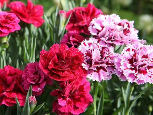 純(ｼﾞｭﾝ) 植物ピ