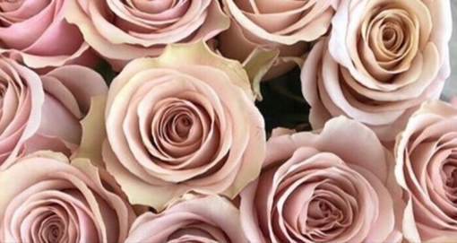 純(ｼﾞｭﾝ) 植物ピ