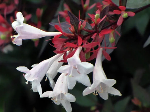 純(ｼﾞｭﾝ) 植物ピ